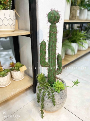 Decor Xương Rồng- Chậu Xương Rồng Trang Trí Phong Cách Sa Mạc (70cm)- CC956