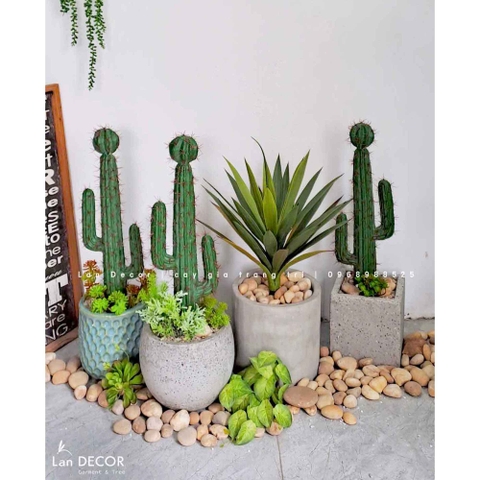 Decor Xương Rồng- Chậu Xương Rồng Trang Trí Phong Cách Sa Mạc (70cm)- CC956