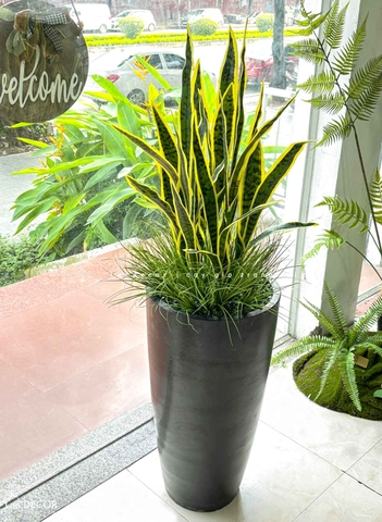 Tiểu Cảnh Giả Trang Trí- Chậu Cây Lưỡi Hổ Thiết Kế Không Gian, Trang Trí Bắt Mắt (cao 140-150cm, tán 50cm)- CC1131
