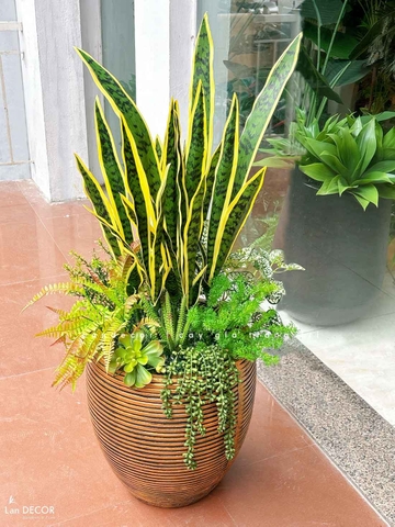 Cây Giả Decor- Chậu Cây Lưỡi Hổ Giả Decor Nhà Cửa, Nội Thất Phòng Khách (110cm)- CC1187