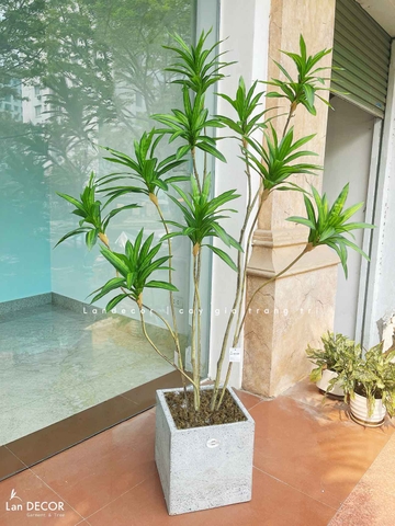 Cây Giả Decor- Cây Thiết Mộc Lan Giả Trang Trí Nội Thất Hiện Đại (160cm)- LC3737-XANH MIX