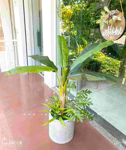CHẬU CÂY CHUỐI CẢNH MIX TRANG TRÍ NỘI THẤT LAN DECOR - CC670