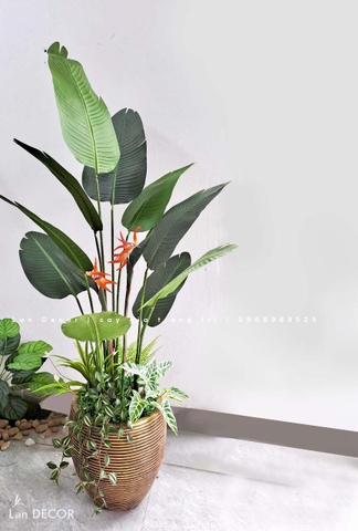 CHẬU CÂY CHUỐI RẺ QUẠT THIẾT KẾ KHÔNG GIAN XANH (170cm)- CC868