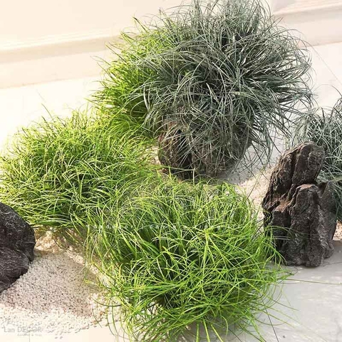 Bụi Cây Tiểu Cảnh- Bụi Cỏ Hành Giả Trang Trí Không Gian Xanh (30x50CM)- CC1074