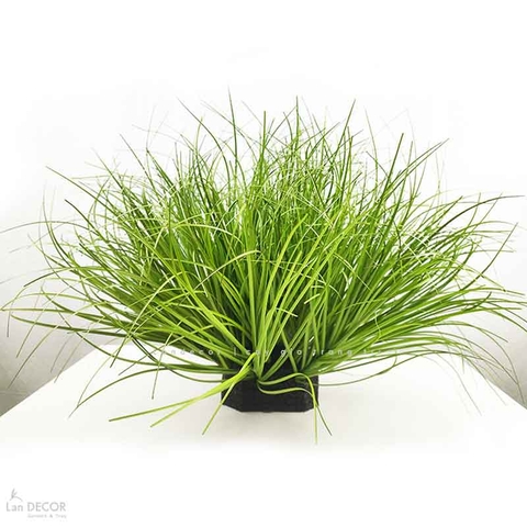 Bụi Cây Tiểu Cảnh- Bụi Cỏ Hành Giả Trang Trí Không Gian Xanh (30x50CM)- CC1074