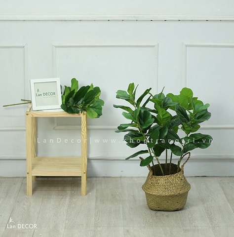 CHẬU CÂY BÀNG SINGAPORE 70cm - CC122