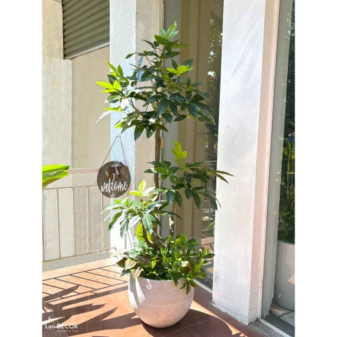 Cây Giả Decor- Chậu Cây Kim Ngân Giả Decor Phòng Khách Căn Hộ- CC1496
