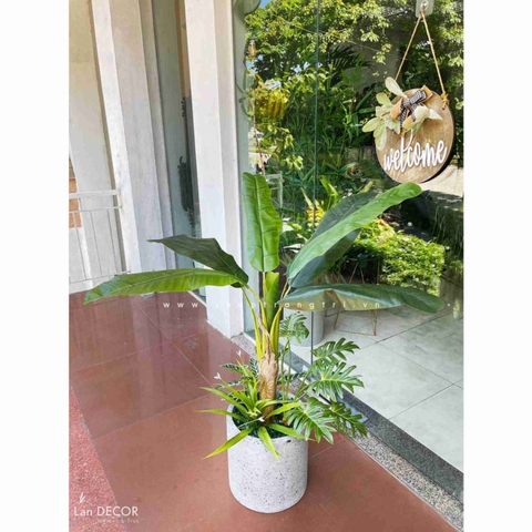 CHẬU CÂY CHUỐI CẢNH MIX TRANG TRÍ NỘI THẤT LAN DECOR - CC670