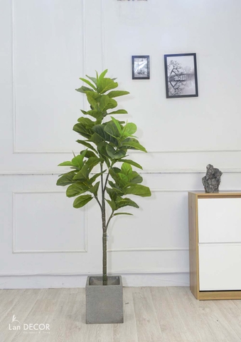 Cây Bàng Singapore trang trí không gian hiện đại Lan Decor (180cm) - LC5571