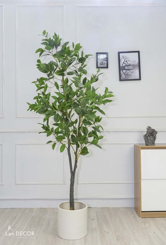 CÂY LÁ MỘC   (210cm) - LC5866