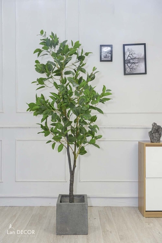 CÂY LÁ MỘC   (210cm) - LC5866