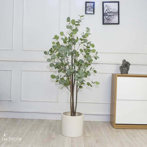 Cây kim tiền lá tròn cây cảnh trang trí cao 150cm - LC3001