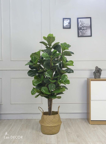 Cây Bàng Singapore phong cách hiện đại Lan Decor (152cm) - LC2813