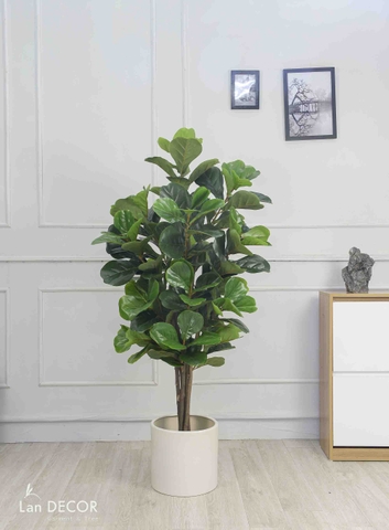 Cây Bàng Singapore phong cách hiện đại Lan Decor (152cm) - LC2813