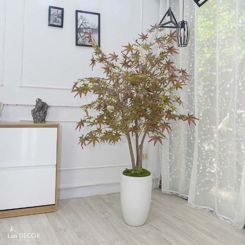 Chậu cây phong lá loang trang trí nội thất Lan Decor (1.6m) - CC101