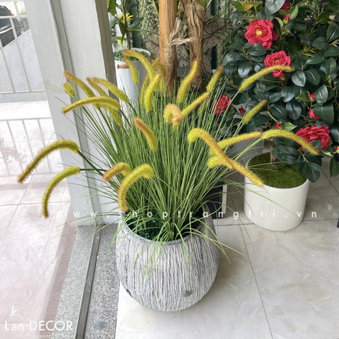 CHẬU CỎ ĐUÔI CHỒN TRANG TRÍ LANDECOR - CC647