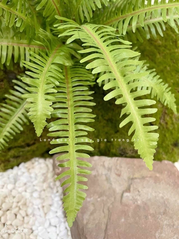 Cành Lá Giả Trang Trí- Cành Dương Xỉ Giả Trang Trí Bồn Rêu Tiểu Cảnh Xanh Tươi (53cm, 7 nhánh)- HC1295