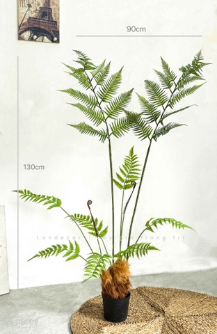 Dương Xỉ Tiểu Cảnh- Dương Xỉ Culi Thiết Kế Tiểu Cảnh, Decor Không Gian Độc Đáo, Ấn Tượng