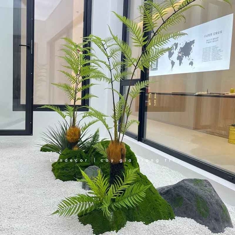 Dương Xỉ Tiểu Cảnh- Dương Xỉ Culi Thiết Kế Tiểu Cảnh, Decor Không Gian Độc Đáo, Ấn Tượng