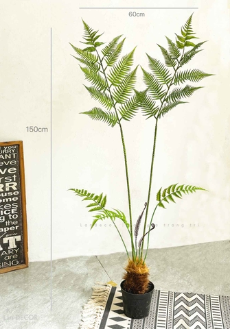 Dương Xỉ Tiểu Cảnh- Dương Xỉ Culi Thiết Kế Tiểu Cảnh, Decor Không Gian Độc Đáo, Ấn Tượng