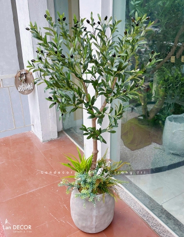 Cây Oliu Giả Trang Trí- Cây Olive Giả Decor Văn Phòng (140cm)- CC1380