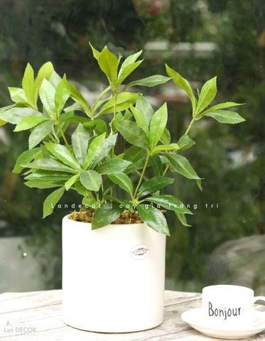 Cây Giả Để Bàn - Cây Kim Ngân Lượng Giả Trang Trí Để Bàn Thu Hút (45cm) - CC1501