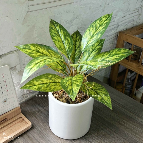 Cây Giả Trang Trí- Chậu Cây Vạn Lộc Giả Để Bàn Trang Trí Không Gian Tạo Điểm Nhấn (45cm) - CC1456