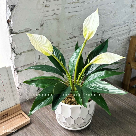 Cây Giả Trang Trí- Chậu Hoa Lan Ý Giả Trang Trí Phòng Khách (50cm)- CC1475