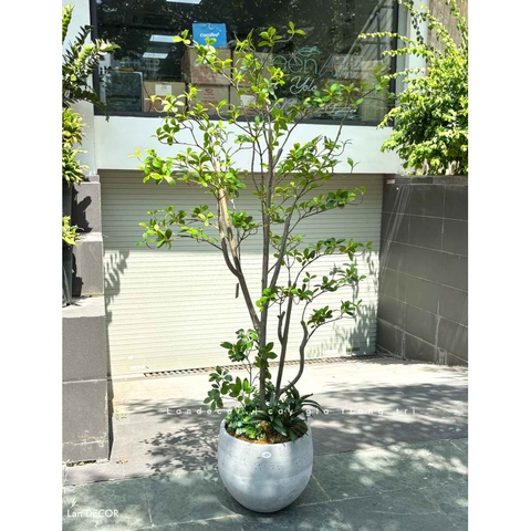 Cây Giả Tiểu Cảnh - Cây Bàng Nhật Giả Lá Xanh Decor Cửa Hiệu, Quán Cafe- CC1493