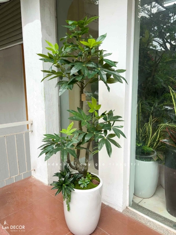 Cây Giả Decor- Chậu Cây Kim Ngân Giả Decor Phòng Khách Căn Hộ- CC1496