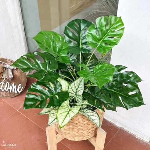 Giỏ Cây Trang Trí - Giỏ Cây Lá Rùa Trang Trí Không Gian (60cm)- CC1350