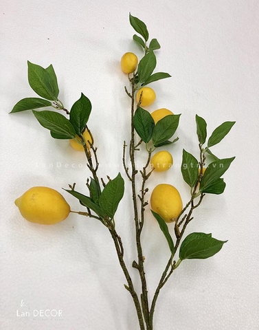 HC957 - CÀNH QUẢ CHANH MỸ