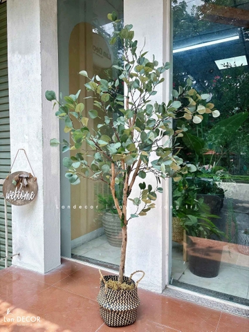 Cây Giả- Cây Bạch Đàn Giả Trang Trí Không Gian- CC1442