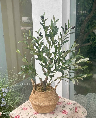Cây Giả- Cây Olive Giả Để Bàn Trang Trí Văn Phòng Xanh (70cm)- CC1304
