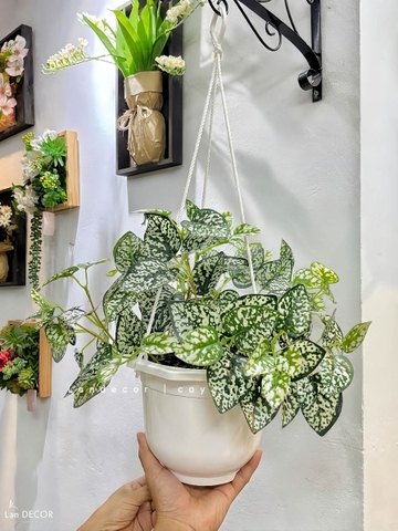 Giỏ Lá Đốm Trắng Treo Tường Decor Độc Đáo (45cm)- CC1310