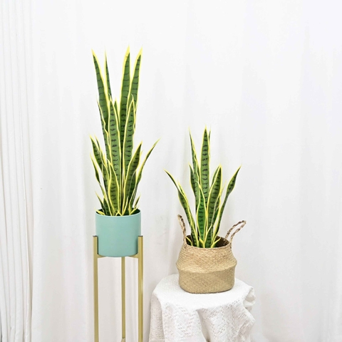 CÀNH LƯỠI HỔ TRANG TRÍ (92cm)- HC1205