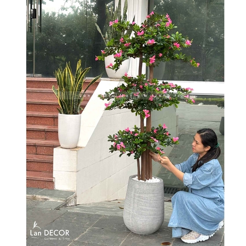 Cây Hoa Đỗ Quyên Thiết Kế Không Gian Đẹp (180cm)- CC996