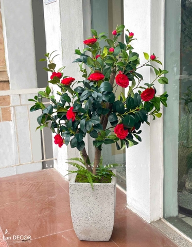 CÂY TRÀ ĐỎ ĐẸP NỔI BẬT VƯỜN NHÀ LAN DECOR (140CM)- CC762