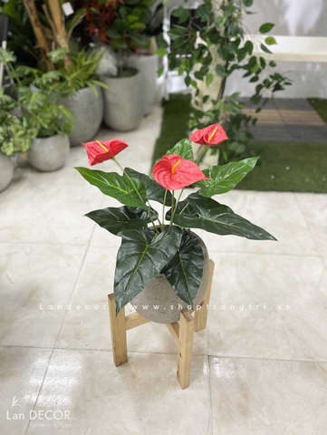 CHẬU CÂY HỒNG MÔN TRANG TRÍ NHÀ ĐẸP (45CM)- LC2135 MIX