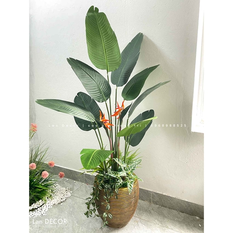 CHẬU CÂY CHUỐI RẺ QUẠT THIẾT KẾ KHÔNG GIAN XANH (170cm)- CC868