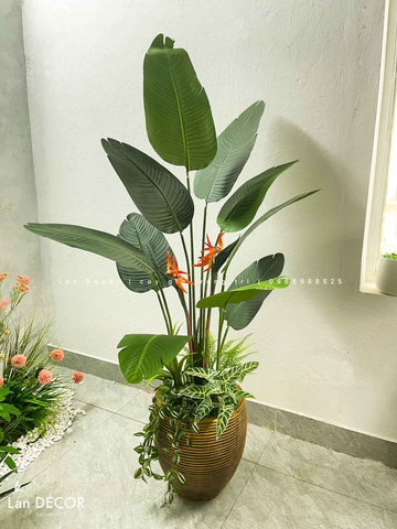 CHẬU CÂY CHUỐI RẺ QUẠT THIẾT KẾ KHÔNG GIAN XANH (170cm)- CC868