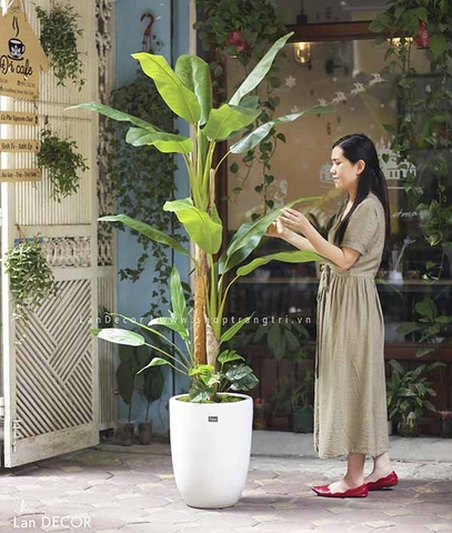 CHẬU CÂY CHUỐI CẢNH MIX TRANG TRÍ NỘI THẤT LAN DECOR - CC288