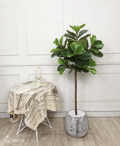 CÂY BÀNG SINGAPORE CÂY CẢNH TRANG TRÍ NỘI THẤT (180cm) - LC2773
