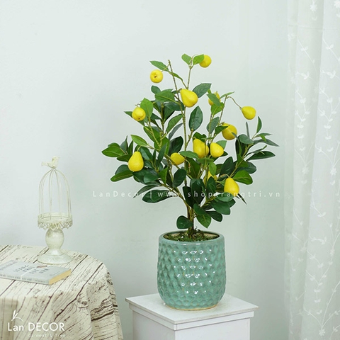 CHẬU CÂY LÊ VÀNG TRANG TRÍ NHÀ SANG TRỌNG LAN DECOR (80CM)