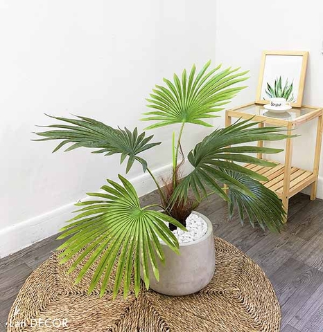 Cây cọ trang trí phong cách nhiệt đới hiện đại Lan Decor (70cm) - LC2895