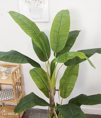 BỒN CÂY CHUỐI BẸ TRANG TRÍ TIỂU CẢNH LAN DECOR - BC2648-1 mix