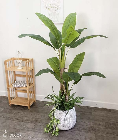 CÂY CHUỐI BẸ MIX TIỂU CẢNH TRANG TRÍ ĐẸP LAN DECOR - CC278
