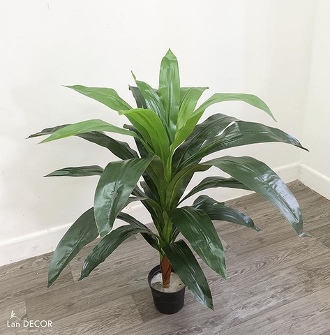 CÂY THIẾT MỘC LAN CÂY CẢNH TRANG TRÍ NHÀ (90cm) - LC1500