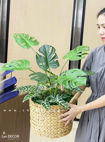 TRANG TRÍ NHÀ ĐẸP VỚI GIỎ MONSTERA PHONG CÁCH HIỆN ĐẠI- CC714