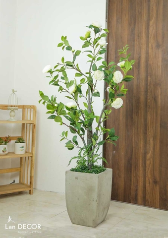 CÂY TRÀ TRẮNG MIX TIỂU CẢNH TRANG TRÍ PHONG CÁCH HIỆN ĐẠI (1M4) - LC3012 mix